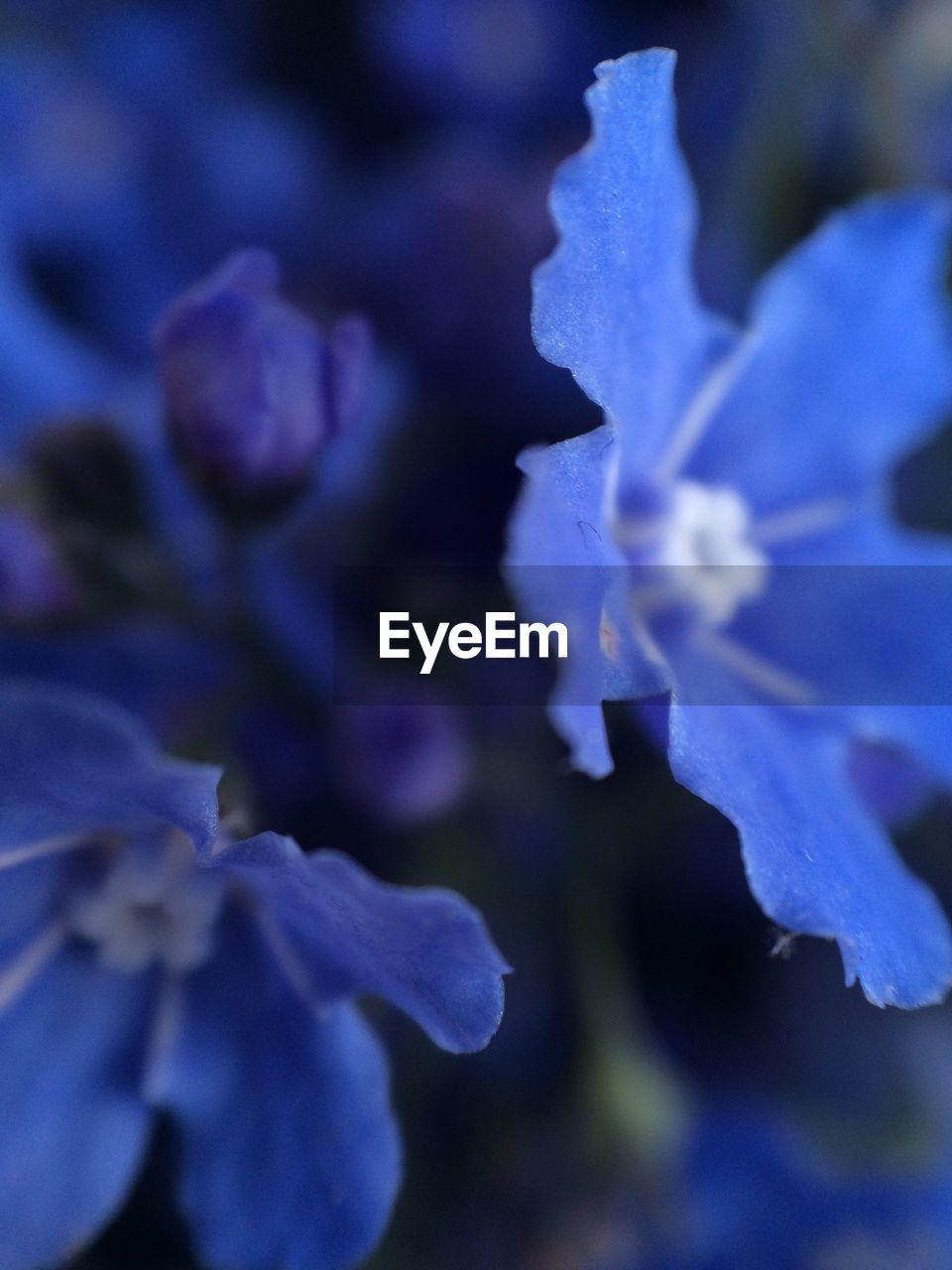 Close-up of blue flower