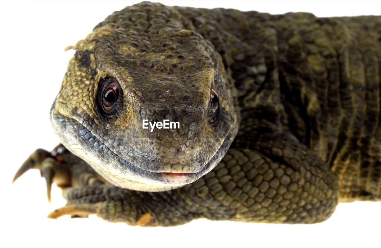 Close-up of a lizard