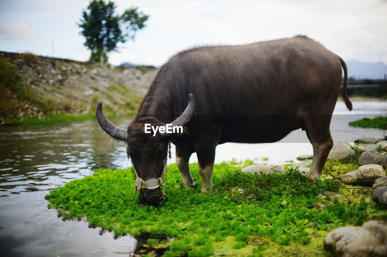 Buffalo grazing at riverbank