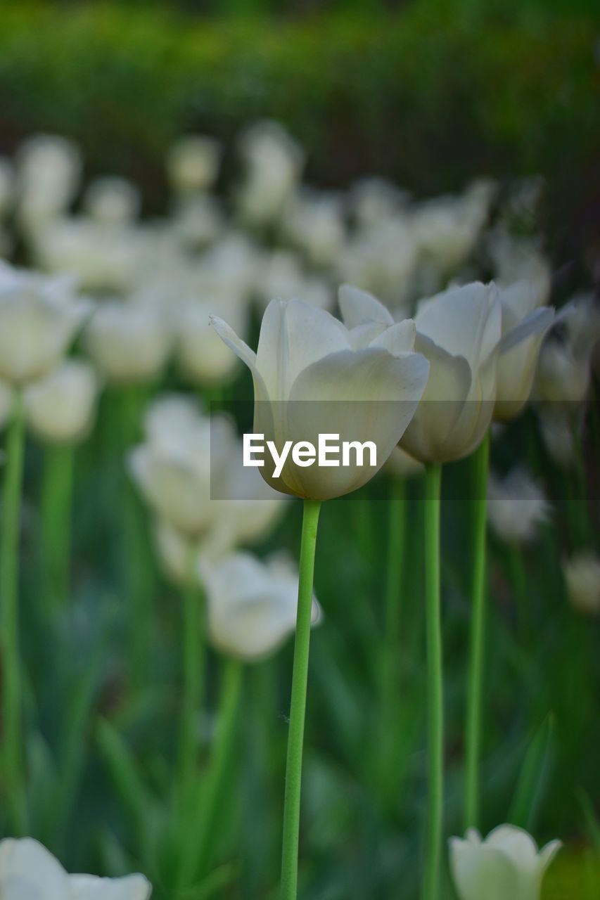 Close-up of white flowering plant