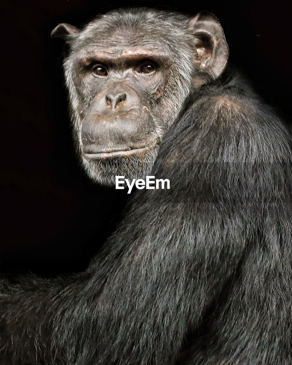 Close-up portrait of gorilla over black background
