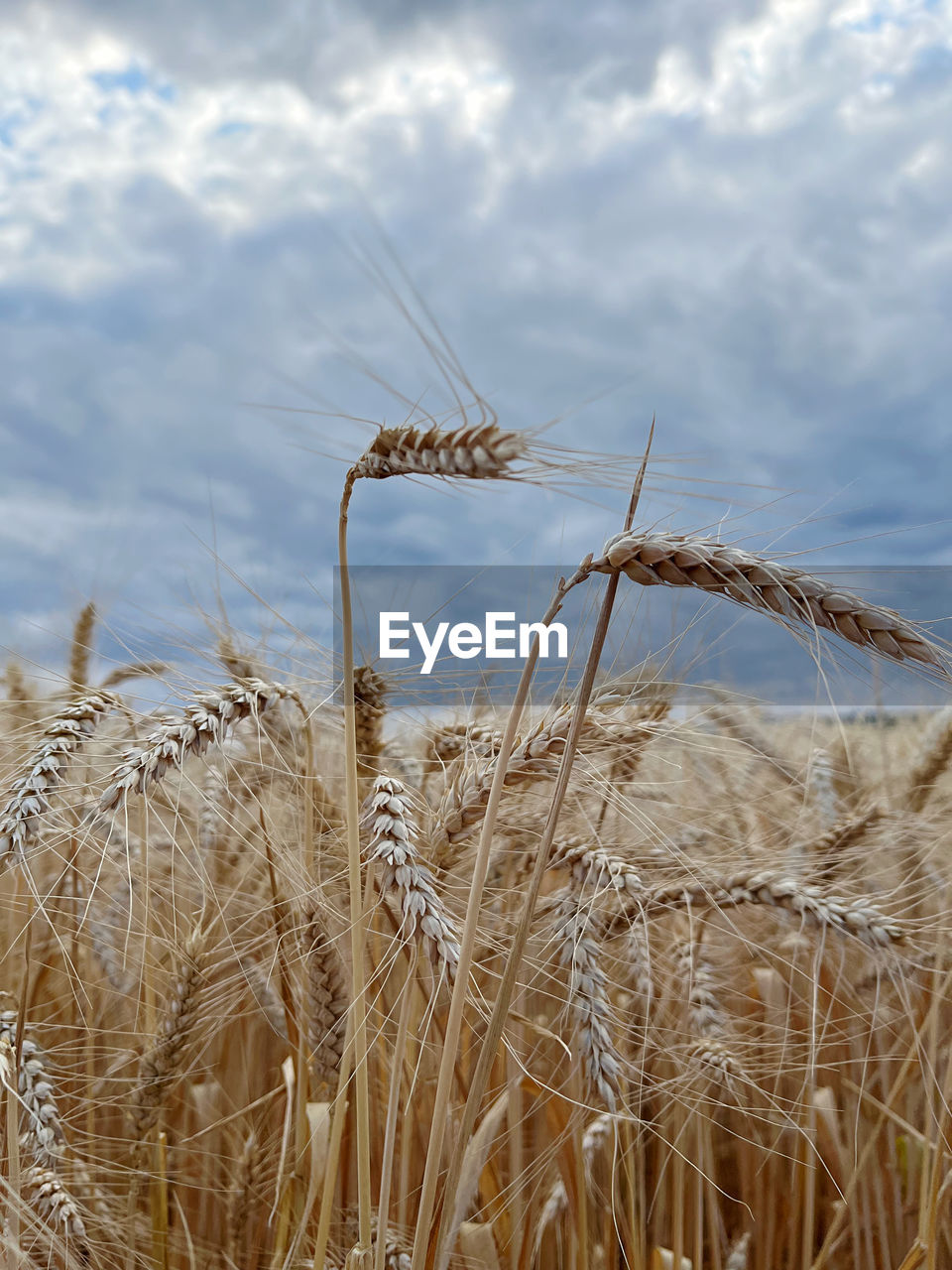 close-up of wheat field against cloudy sky