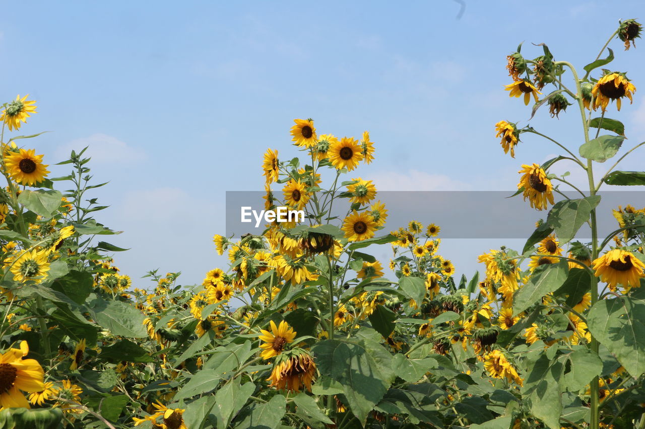 low angle view of yellow flowering plants