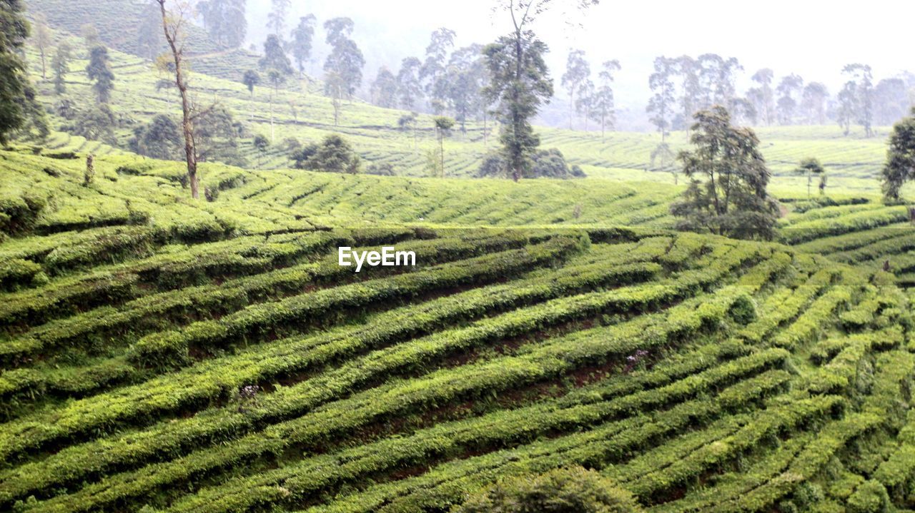 SCENIC VIEW OF FARMS