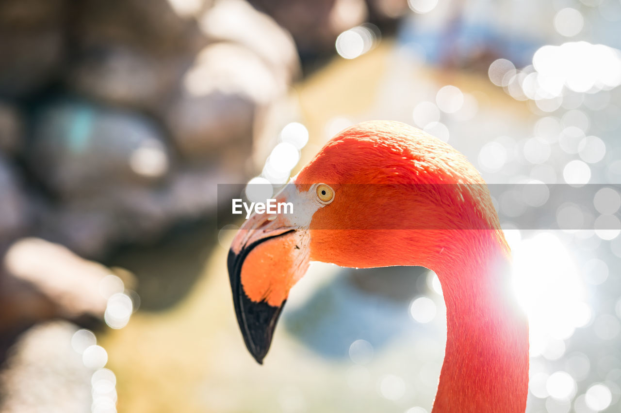 CLOSE-UP OF BIRD AGAINST BLURRED WATER