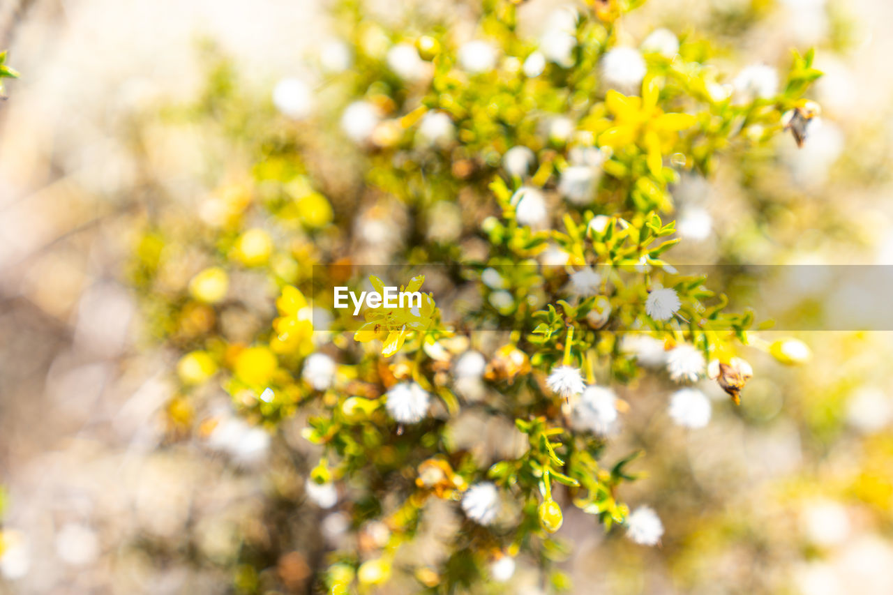 close-up of white flowering plant