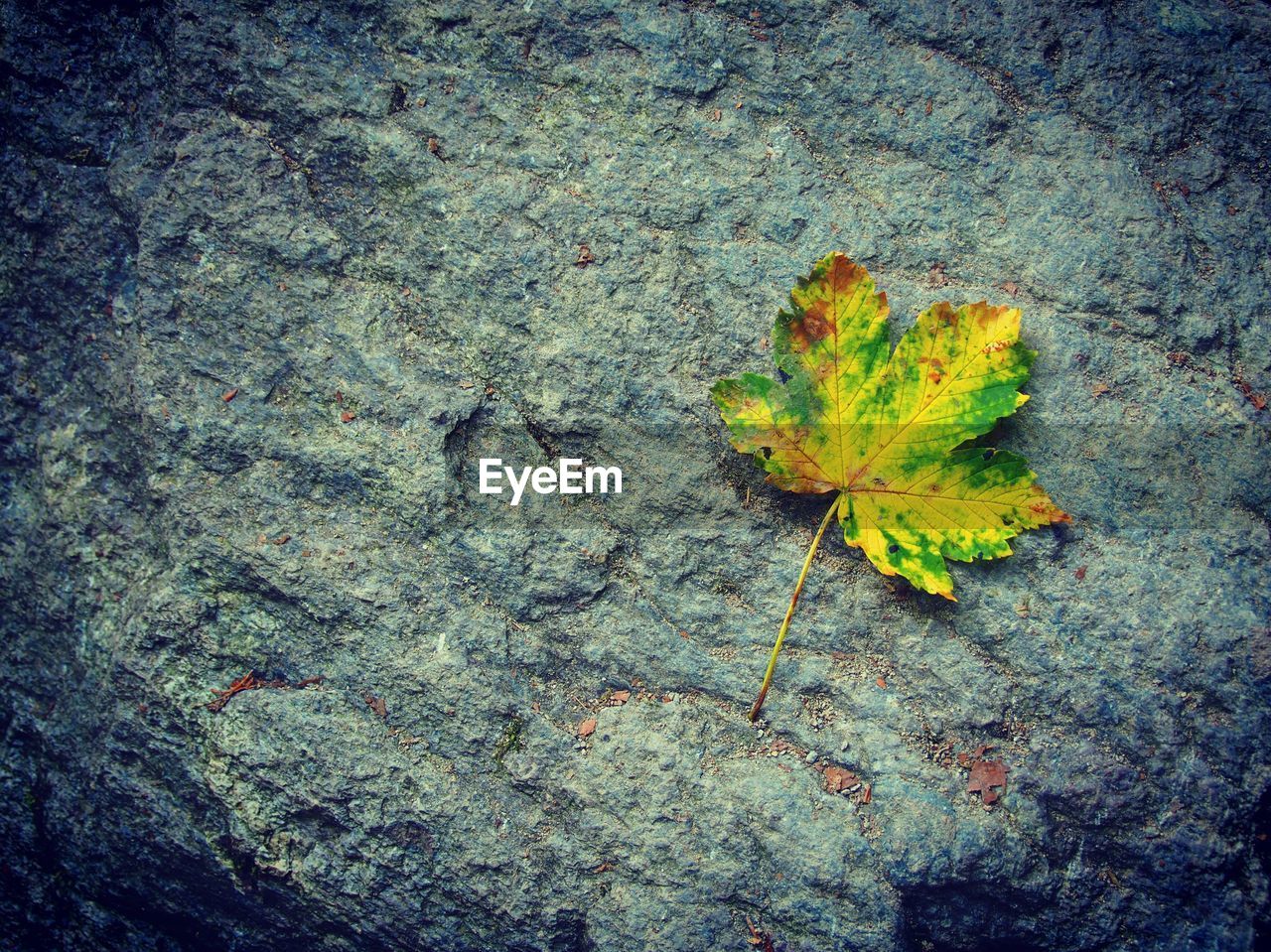 CLOSE-UP OF MAPLE LEAF ON AUTUMN