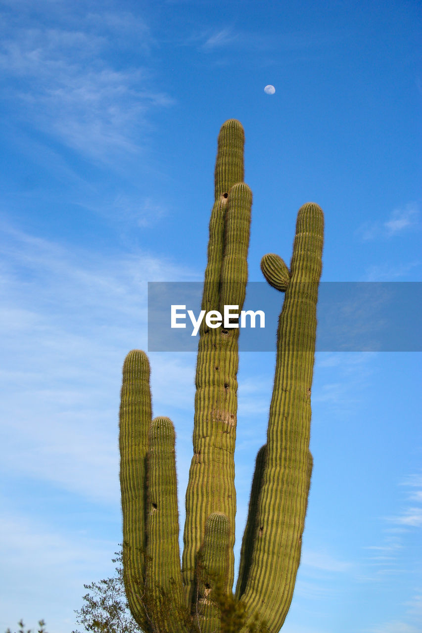 Saguaro cactus on a desert golf course in arizona with moon in the sky