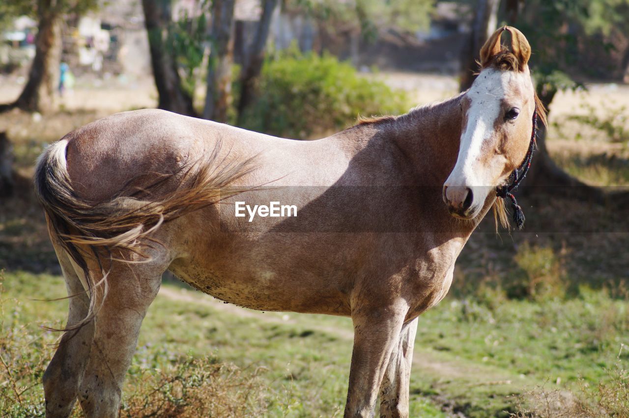 HORSE STANDING IN FIELD