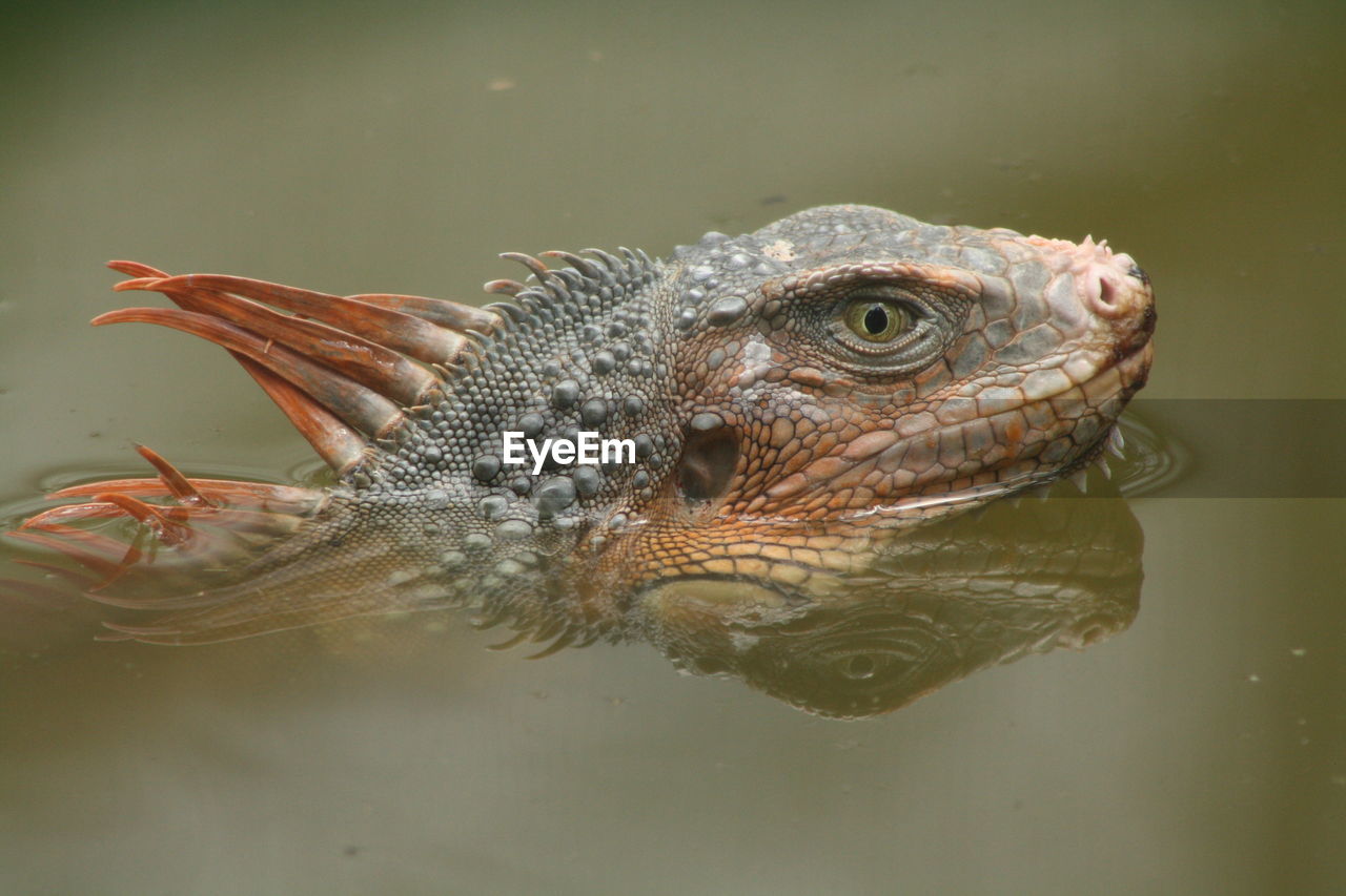 Close-up side view of iguana in water