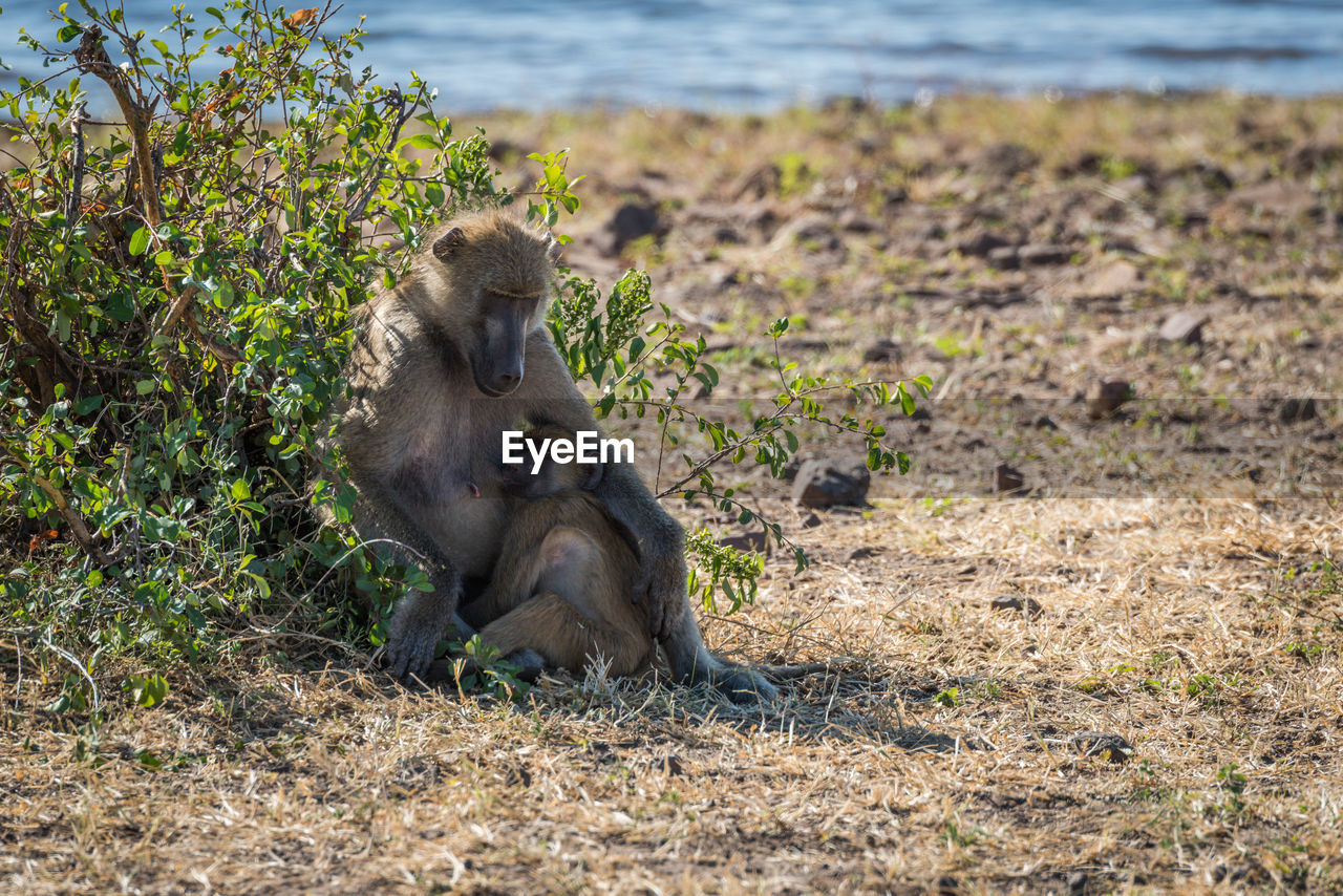 Chacma baboon with its baby in forest
