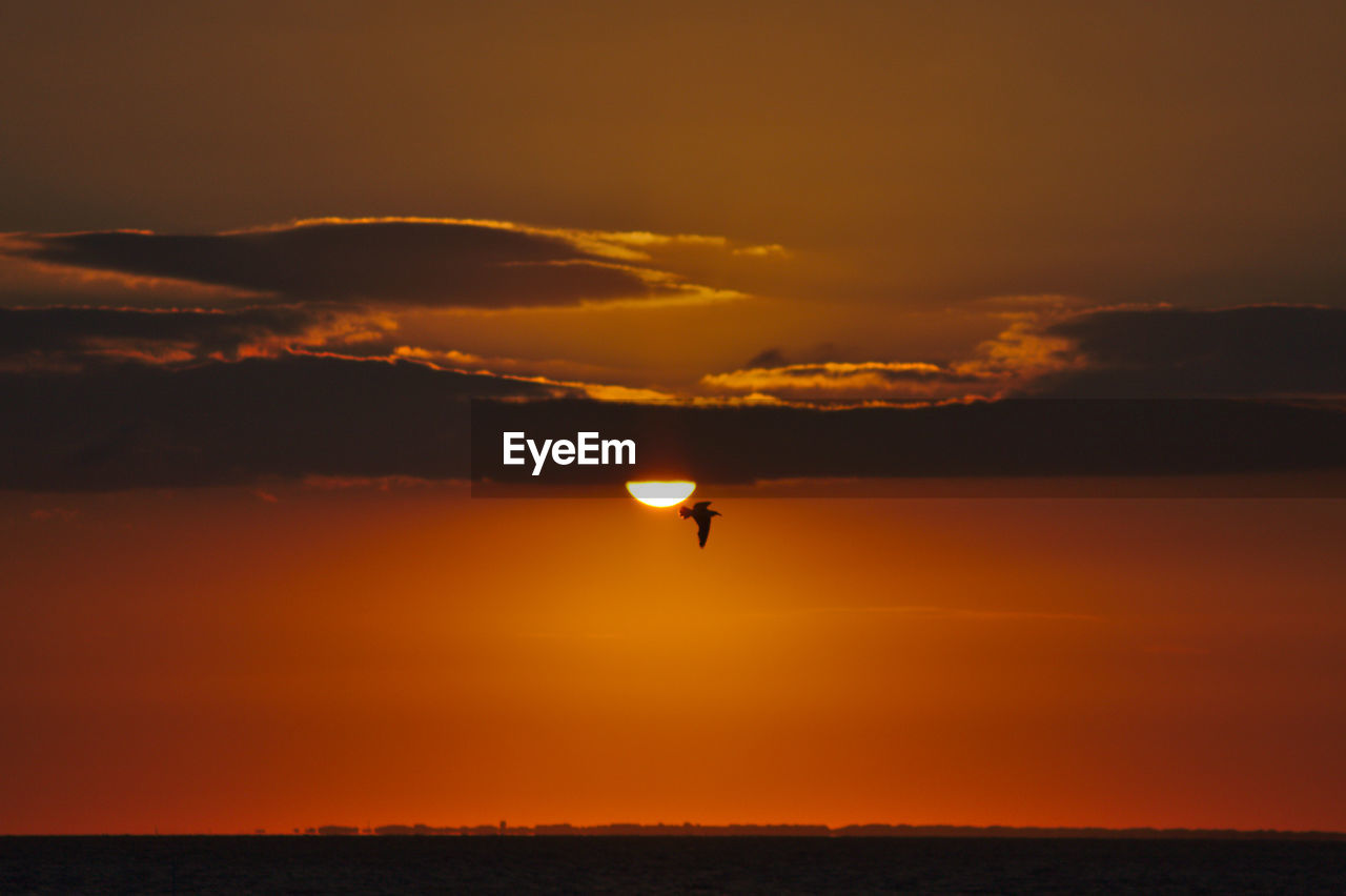 Romantic orange sky at sunset at the german north sea with a cloudy sky and a bird flying