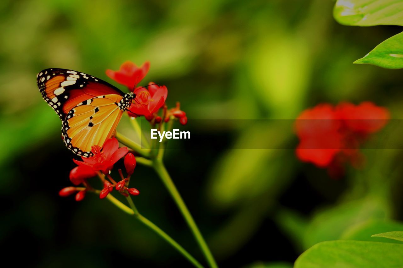 CLOSE-UP OF BUTTERFLY POLLINATING ON FLOWER