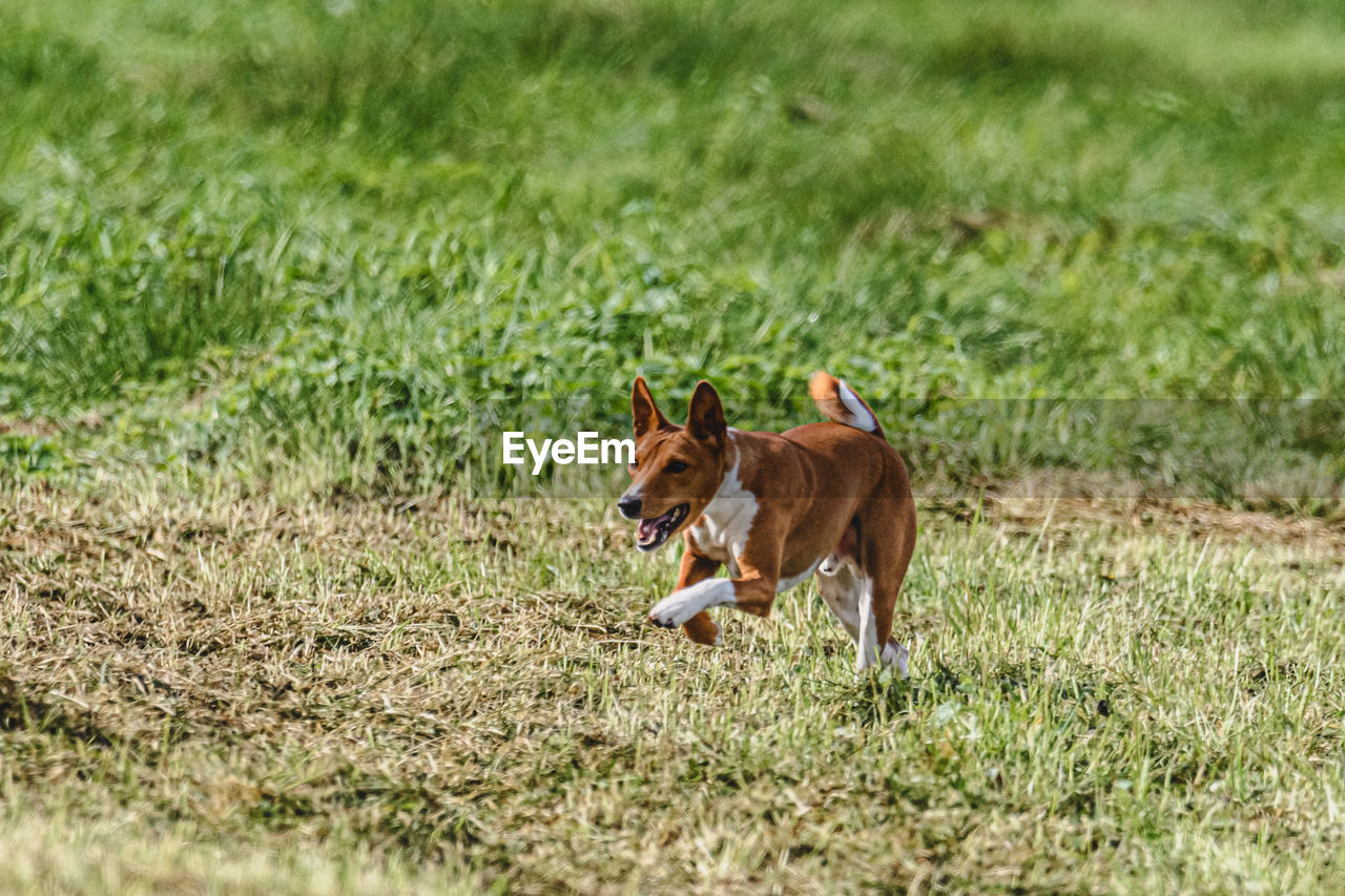 animal themes, animal, mammal, dog, grass, one animal, pet, domestic animals, plant, lawn, canine, nature, field, no people, land, running, green, meadow, day, sunlight, outdoors, selective focus, carnivore, wildlife, brown
