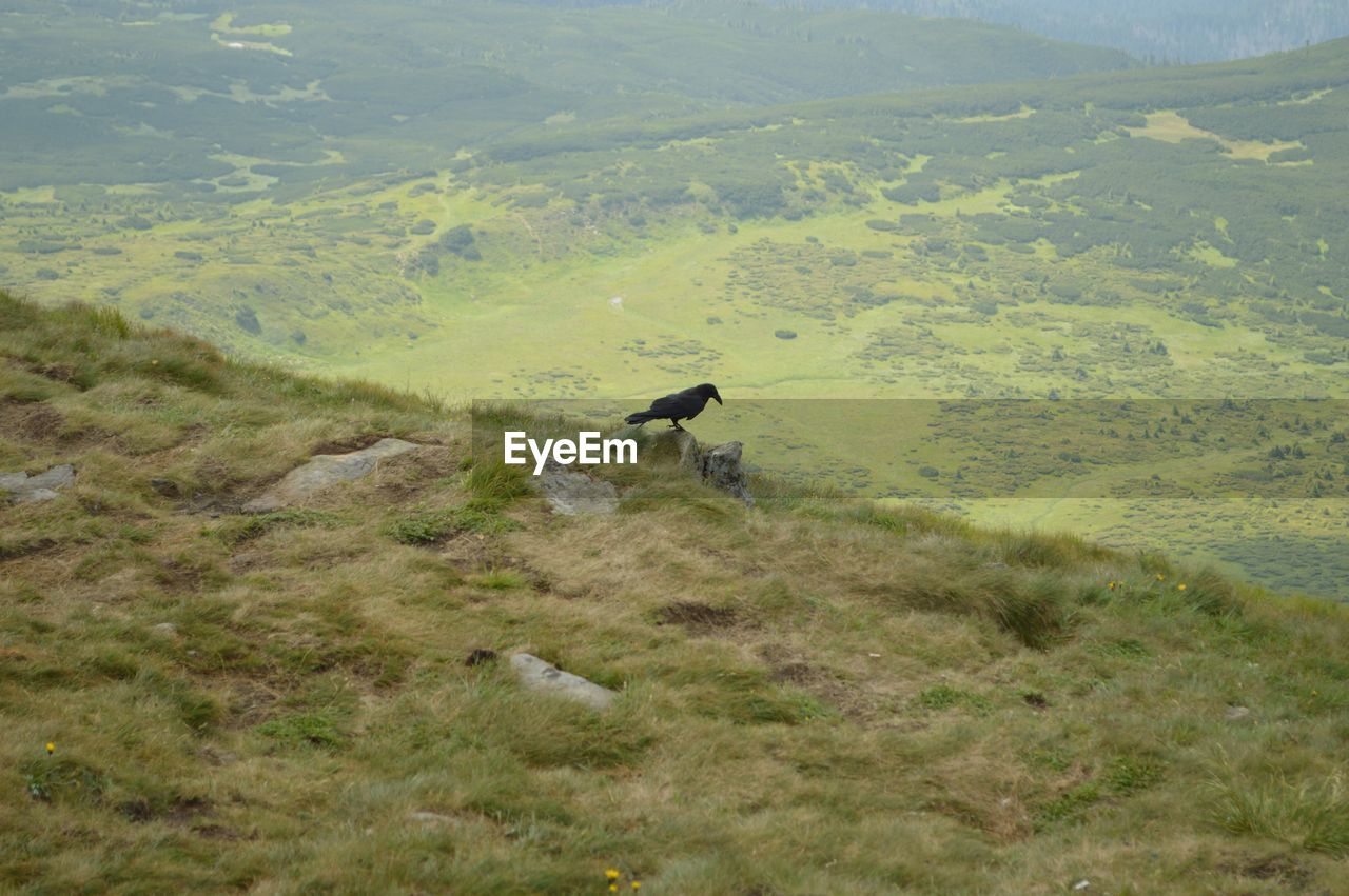 Bird on field against mountains