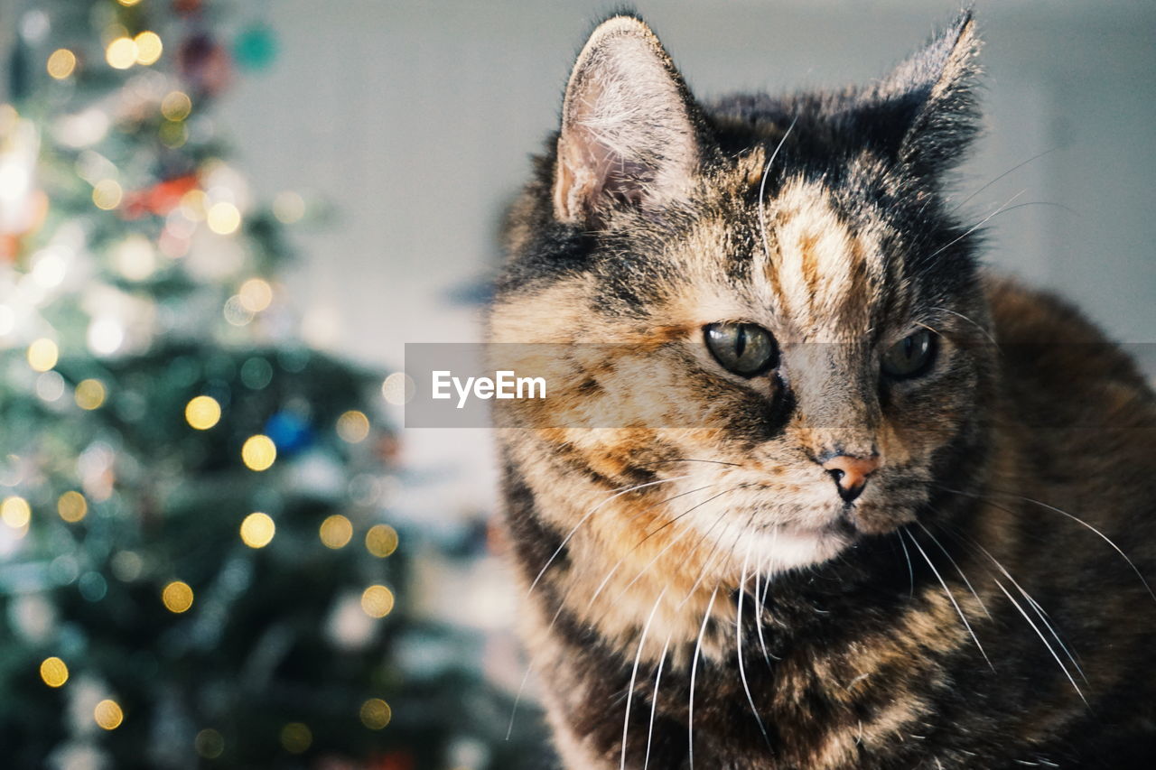 Close-up of cat against christmas tree at home