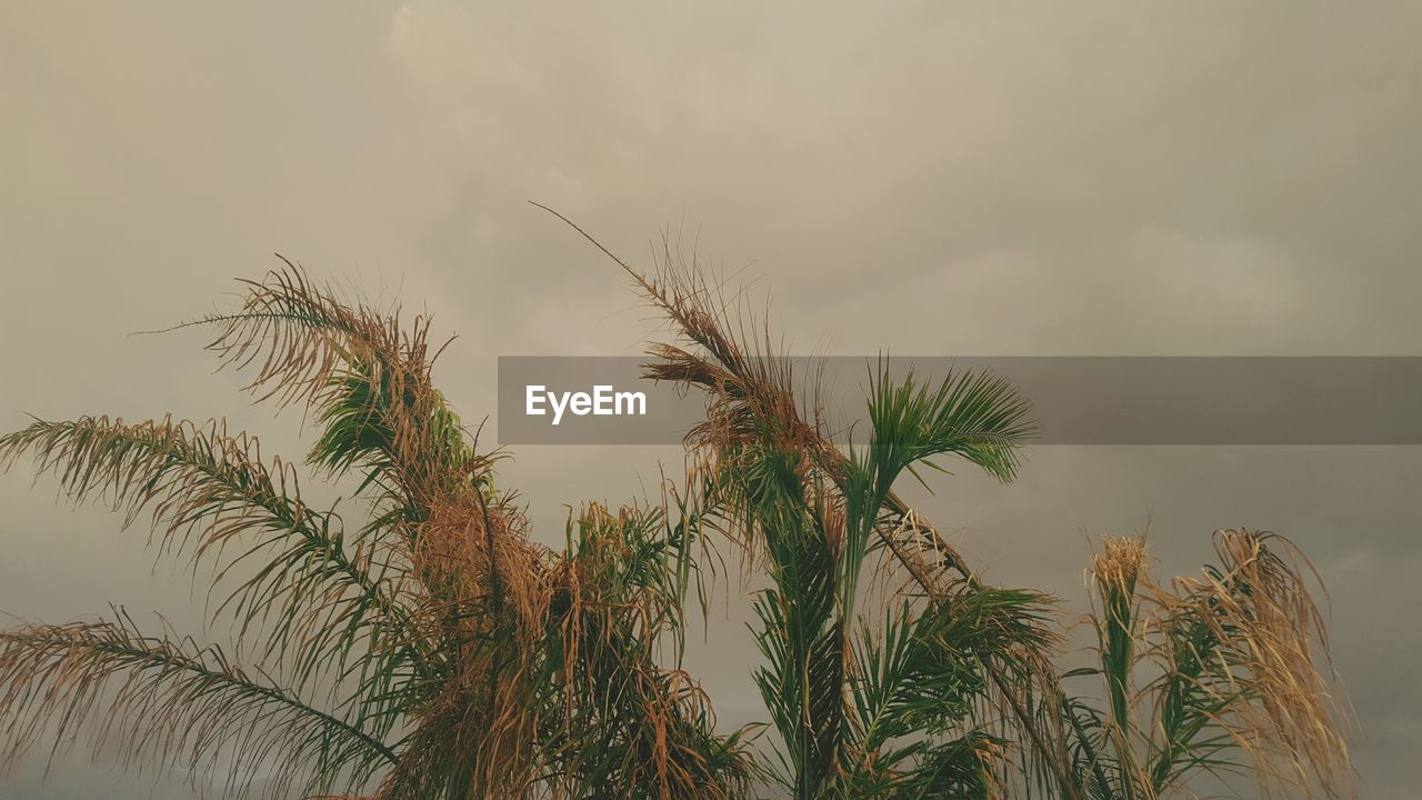 Plants growing against sky