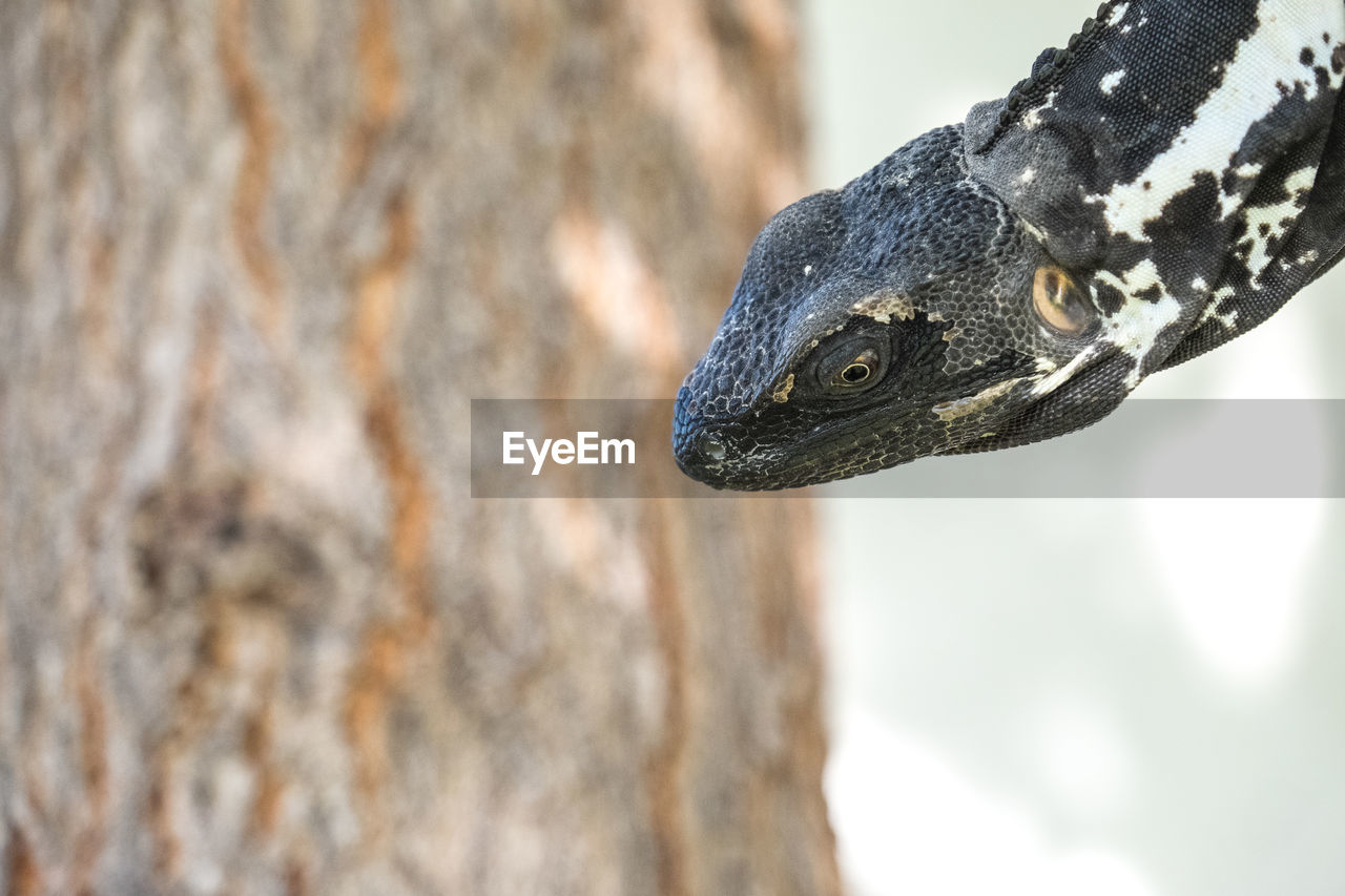 Close-up of lizard against tree trunk