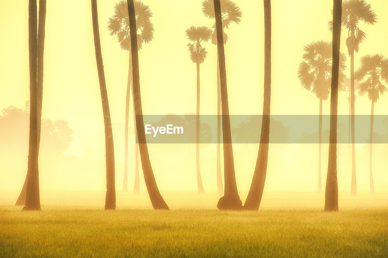 PANORAMIC VIEW OF PALM TREES ON FIELD AGAINST SKY