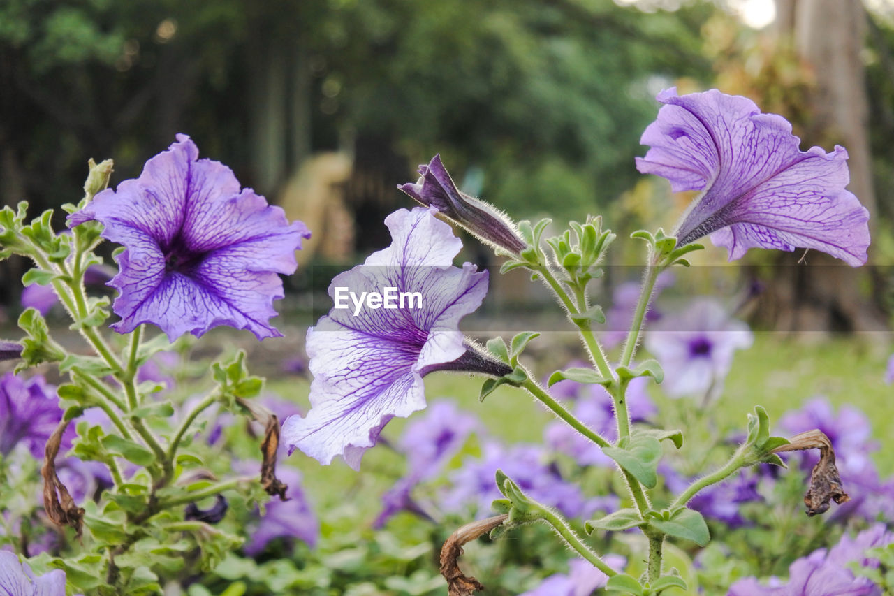 Close-up of purple flowering plants