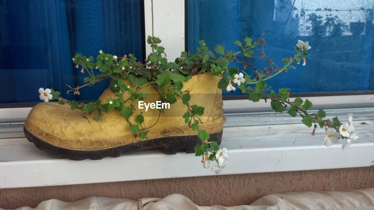 Close-up of plants growing in shoe on window sill