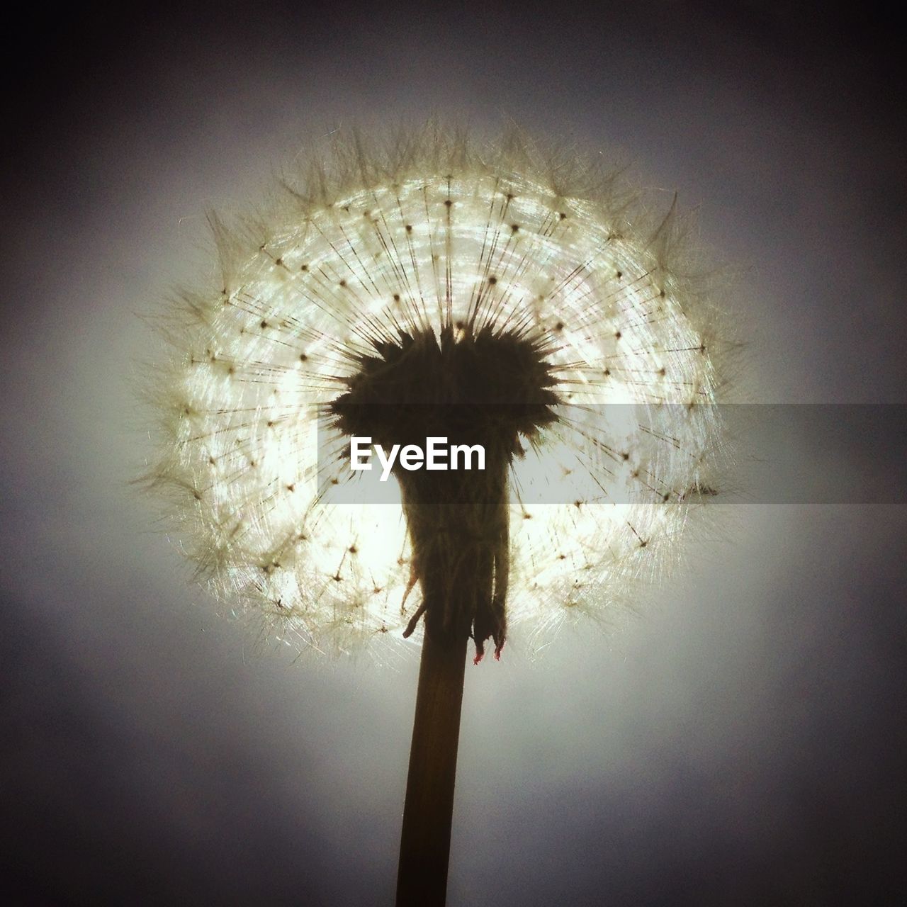 Close-up of dandelion flower against clear sky