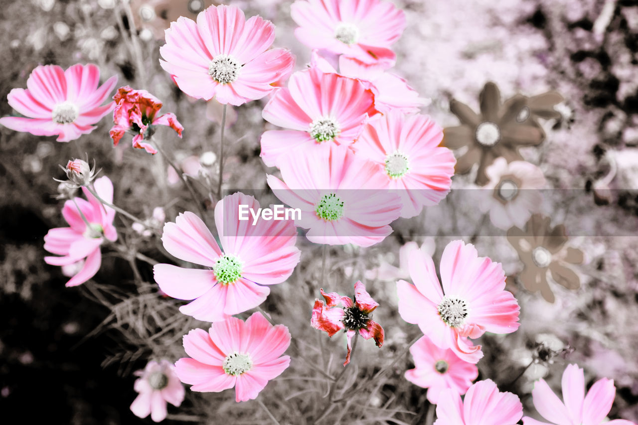 Beautiful flowers blooming in nature garden. pink petals flowers in garden fields.