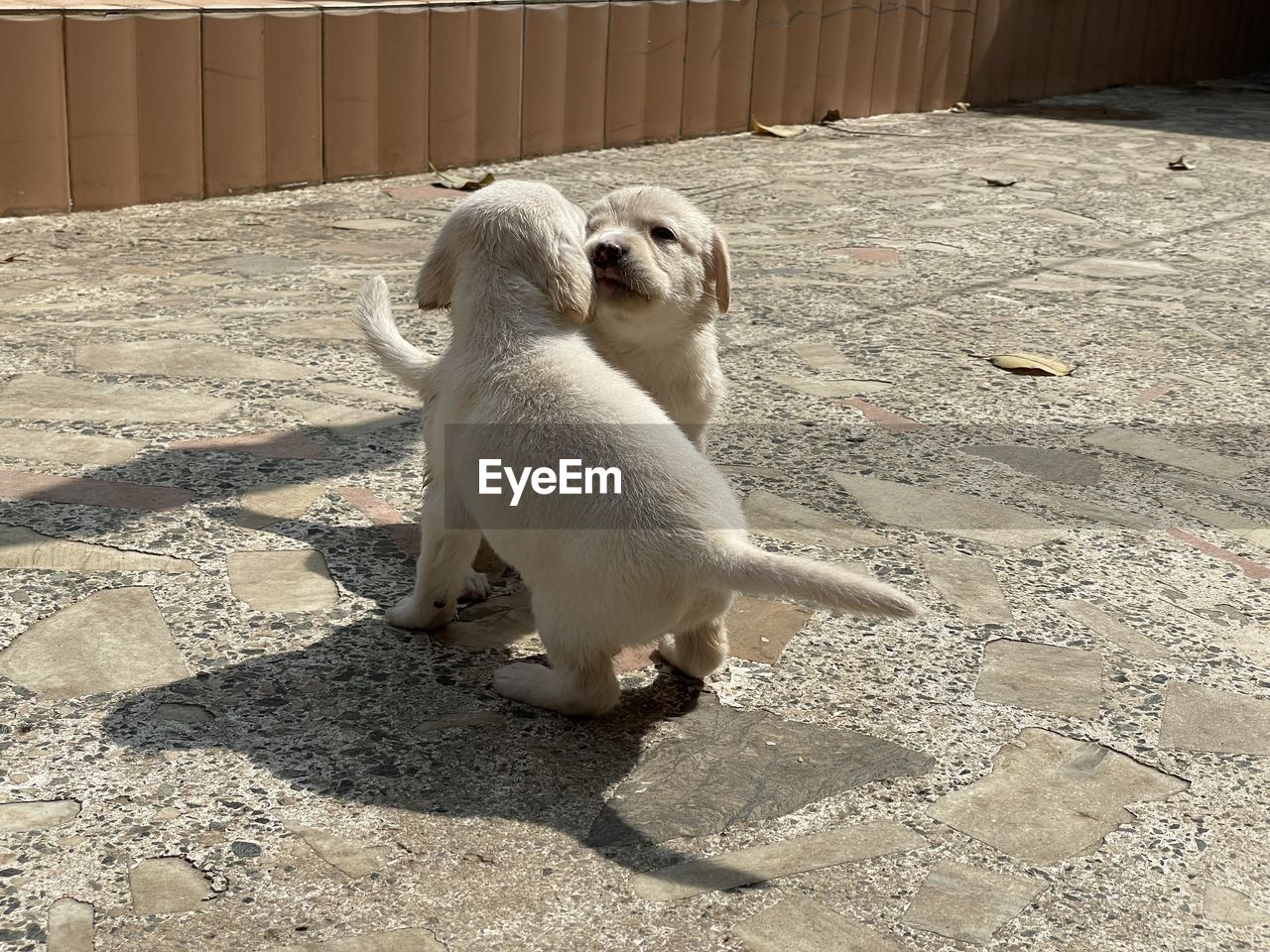 HIGH ANGLE VIEW OF A DOG IN SAND