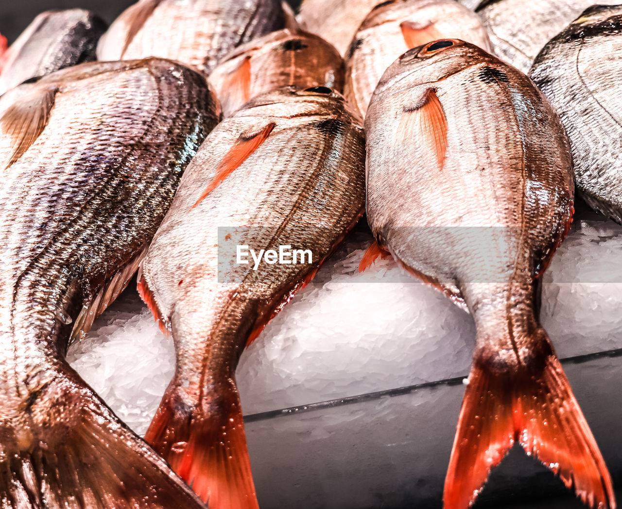 Close-up of fish for sale in market