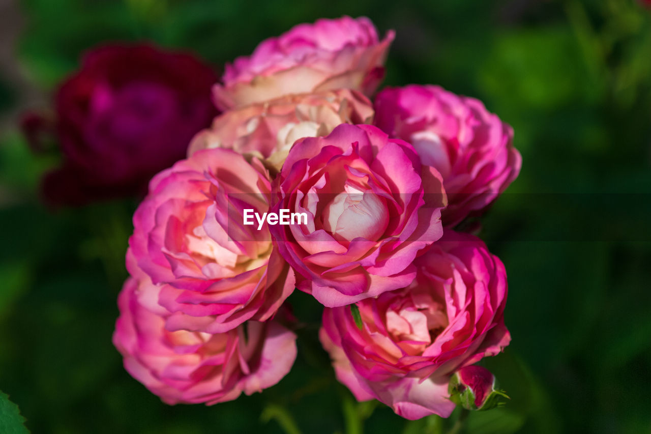 Garden roses of mauve pink and yellow colors on dark green background