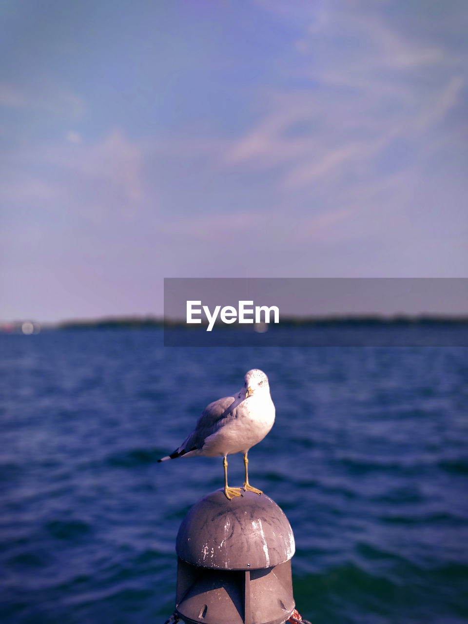 Bird Vertebrate Animal Animal Themes One Animal Animals In The Wild Water Animal Wildlife Sea Sky Perching No People Nature Seagull Focus On Foreground Beauty In Nature Day Outdoors Horizon Over Water Wooden Post