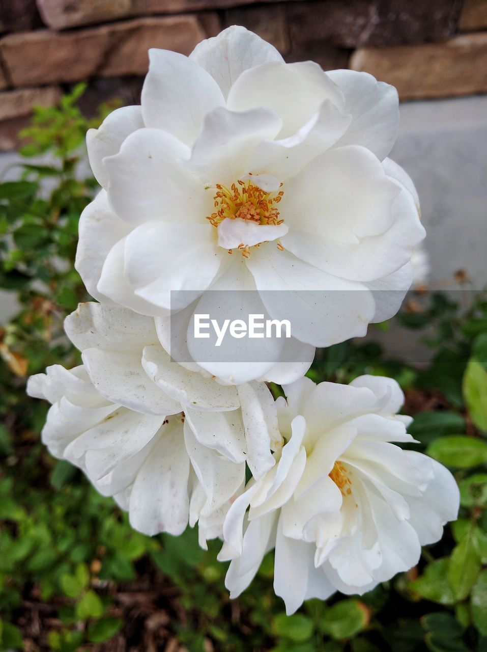 CLOSE-UP OF WET FLOWER