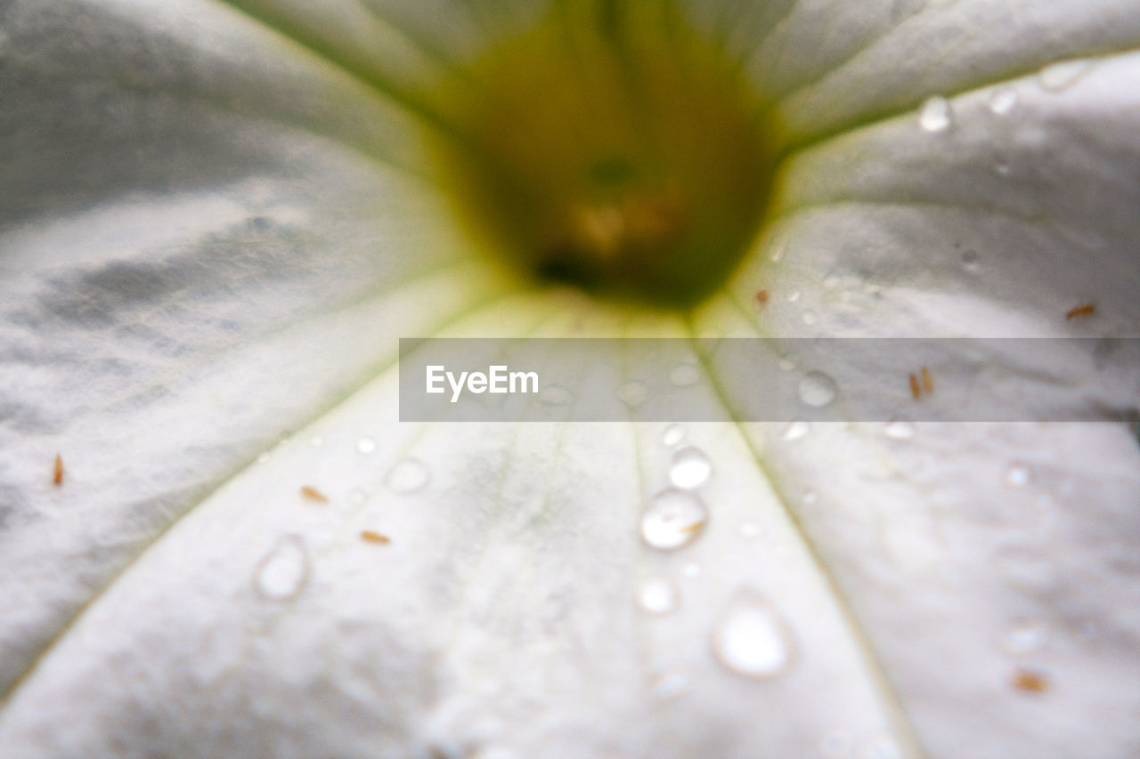 CLOSE-UP OF WET FLOWERS