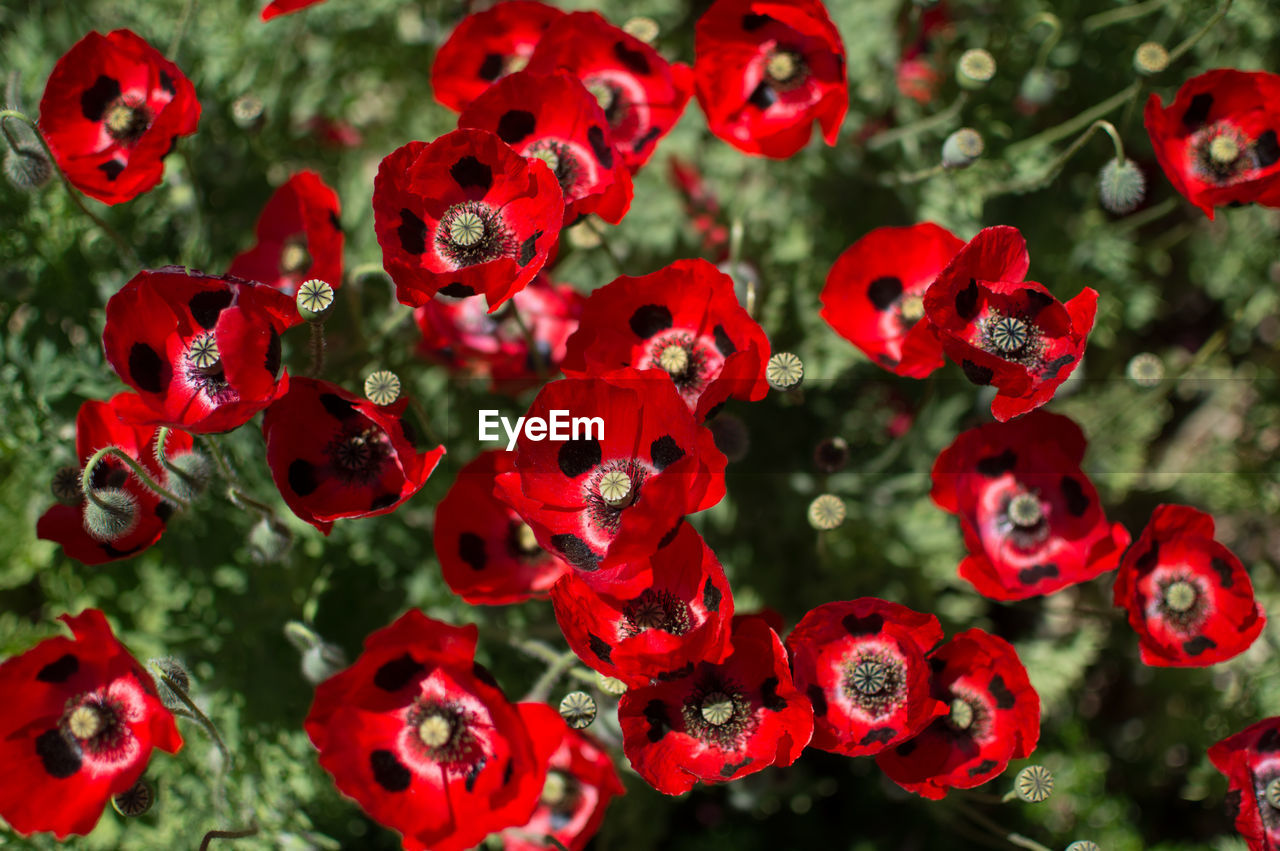 Close-up of poppies growing outdoors