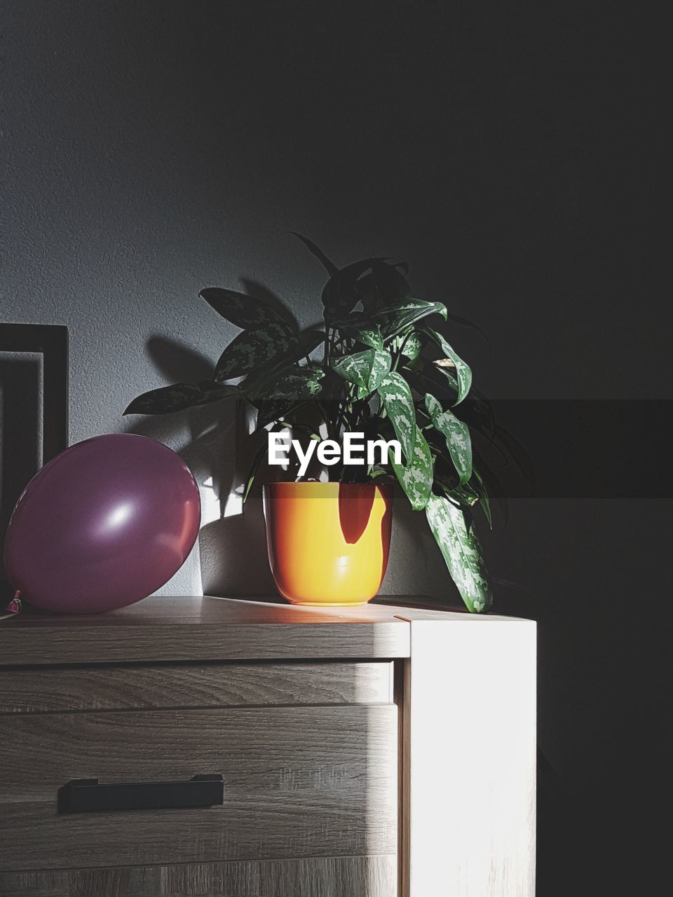 CLOSE-UP OF POTTED PLANTS ON TABLE