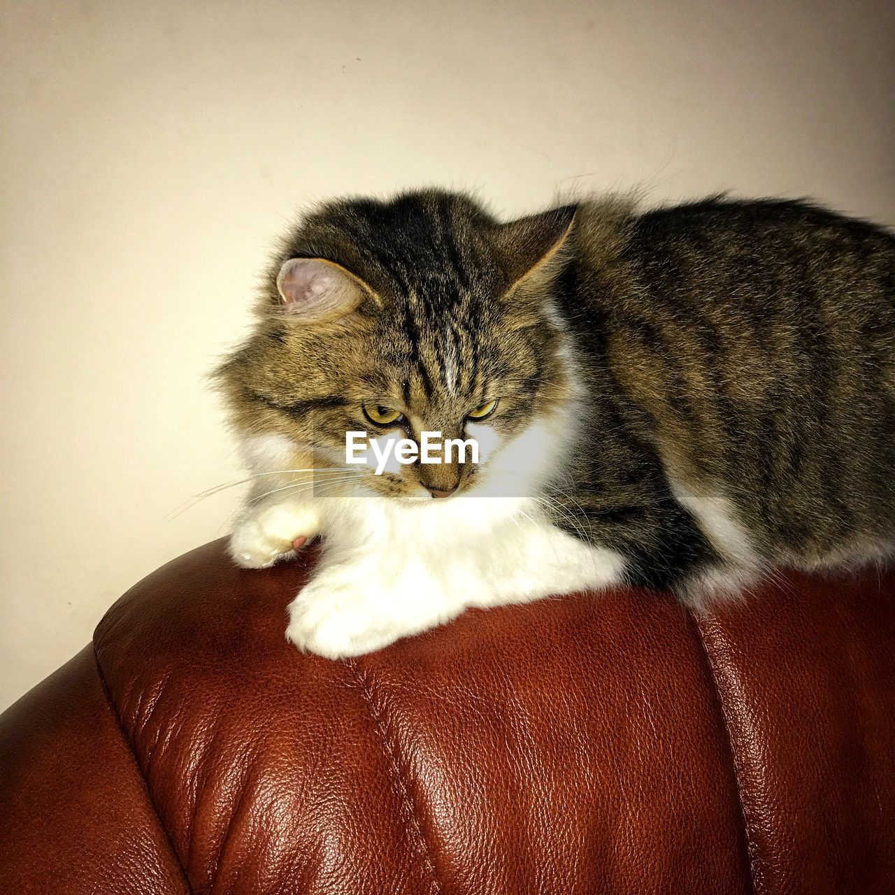 CLOSE-UP OF CAT ON SOFA