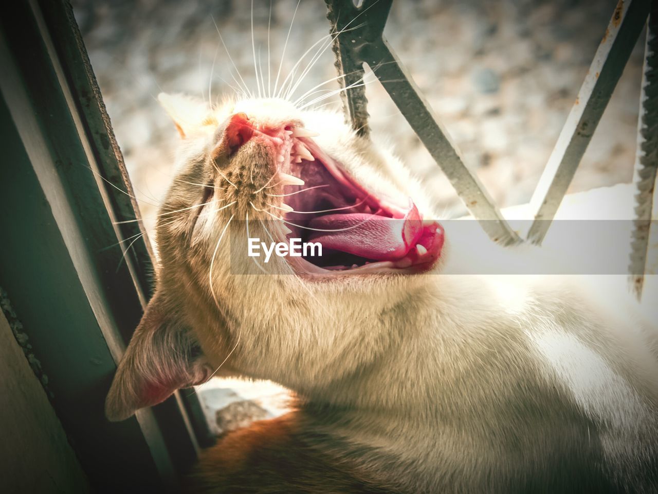 CLOSE-UP OF A CAT LOOKING AT CAMERA