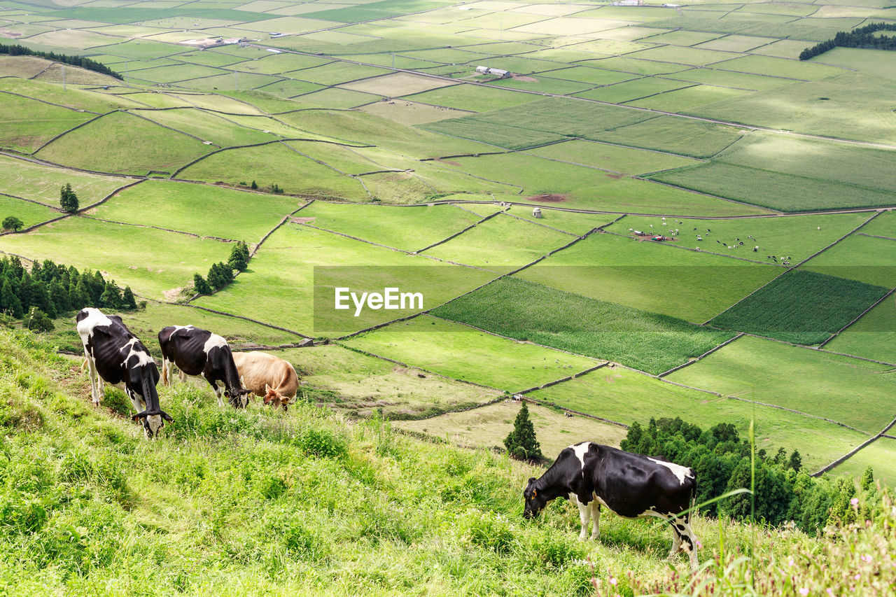 Cows in a field