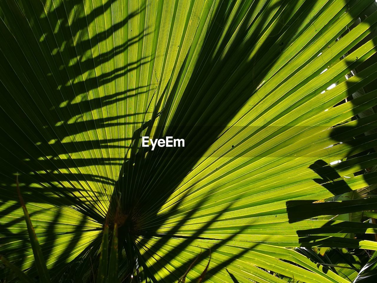 CLOSE-UP OF TREE LEAF