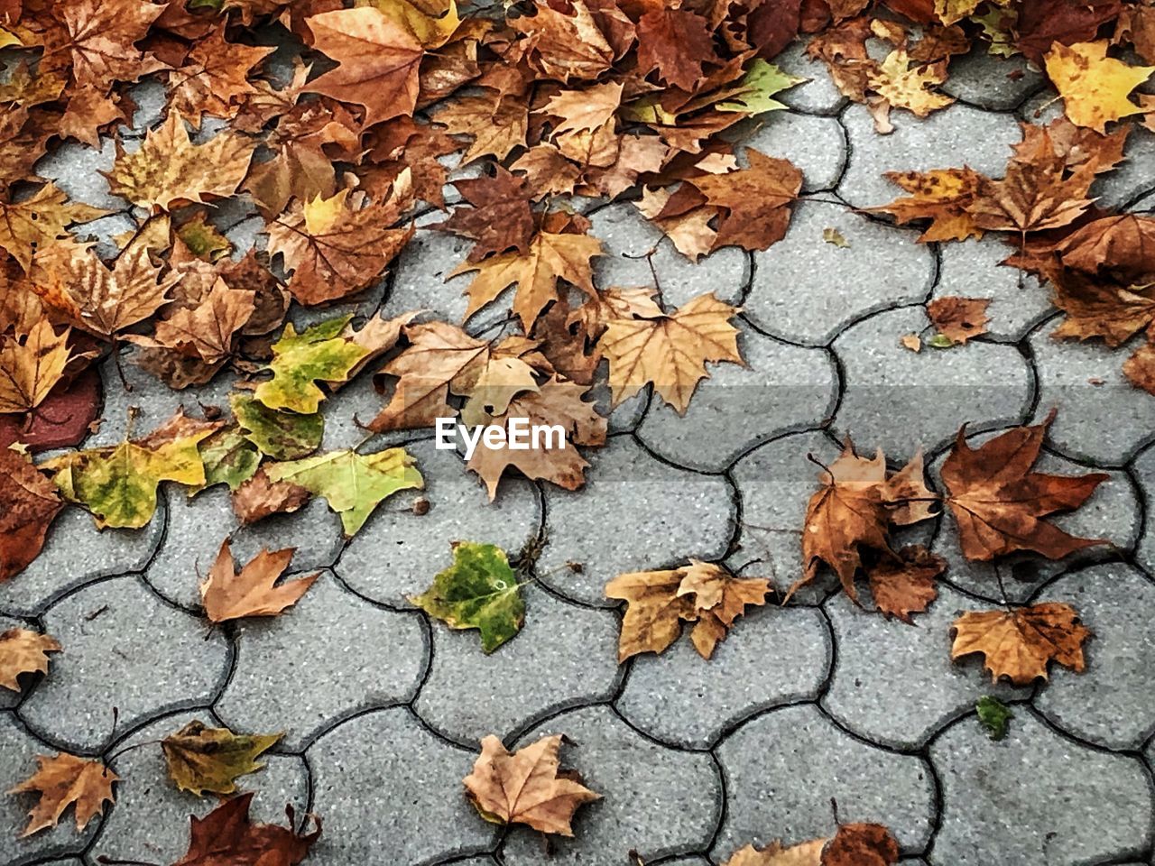 FULL FRAME SHOT OF DRY AUTUMN LEAVES ON AUTUMNAL