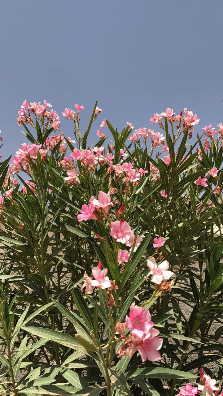 FLOWER BLOOMING OUTDOORS