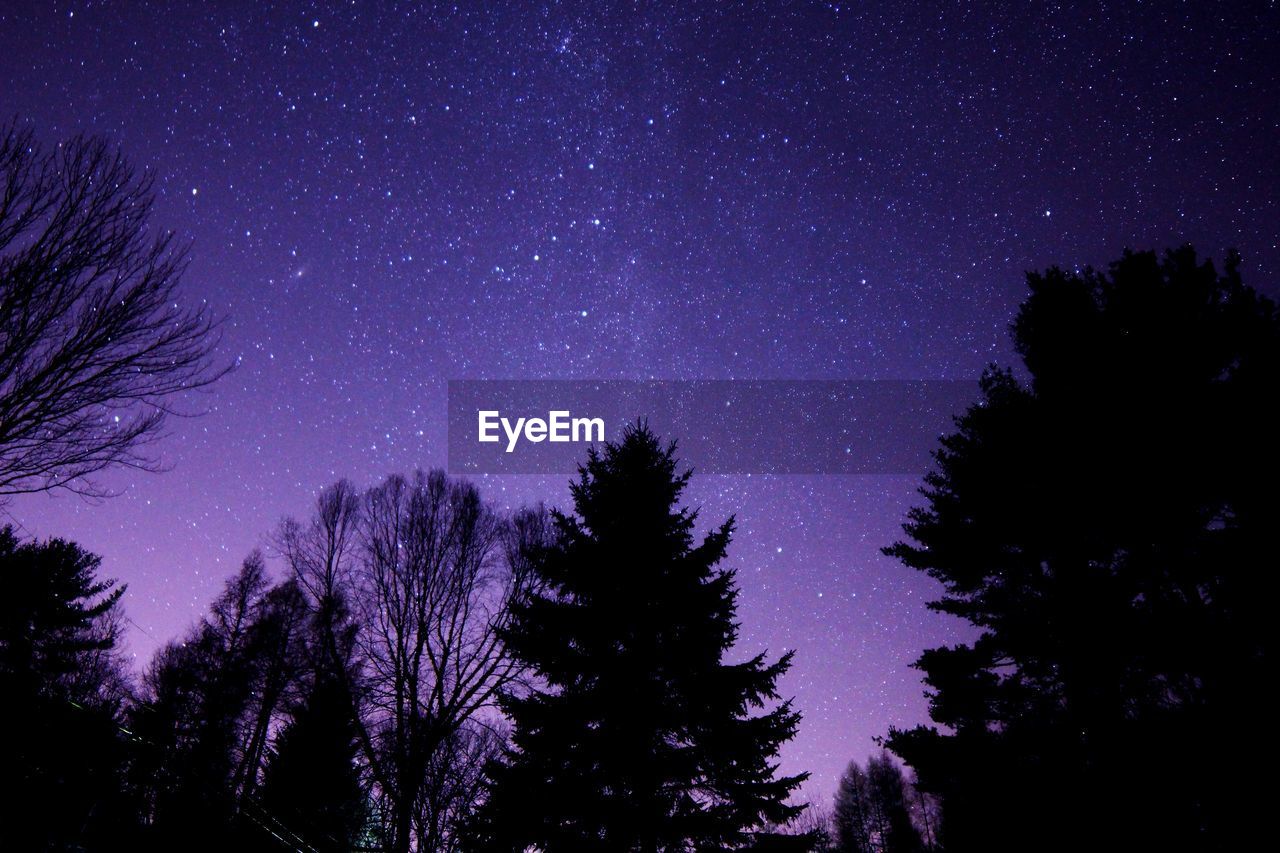 Silhouette of trees under starry sky