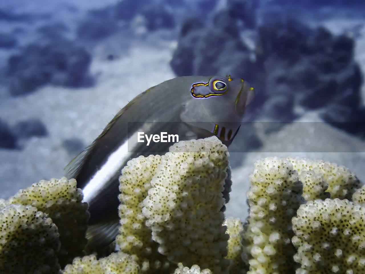 CLOSE-UP OF FISH SWIMMING IN SEA