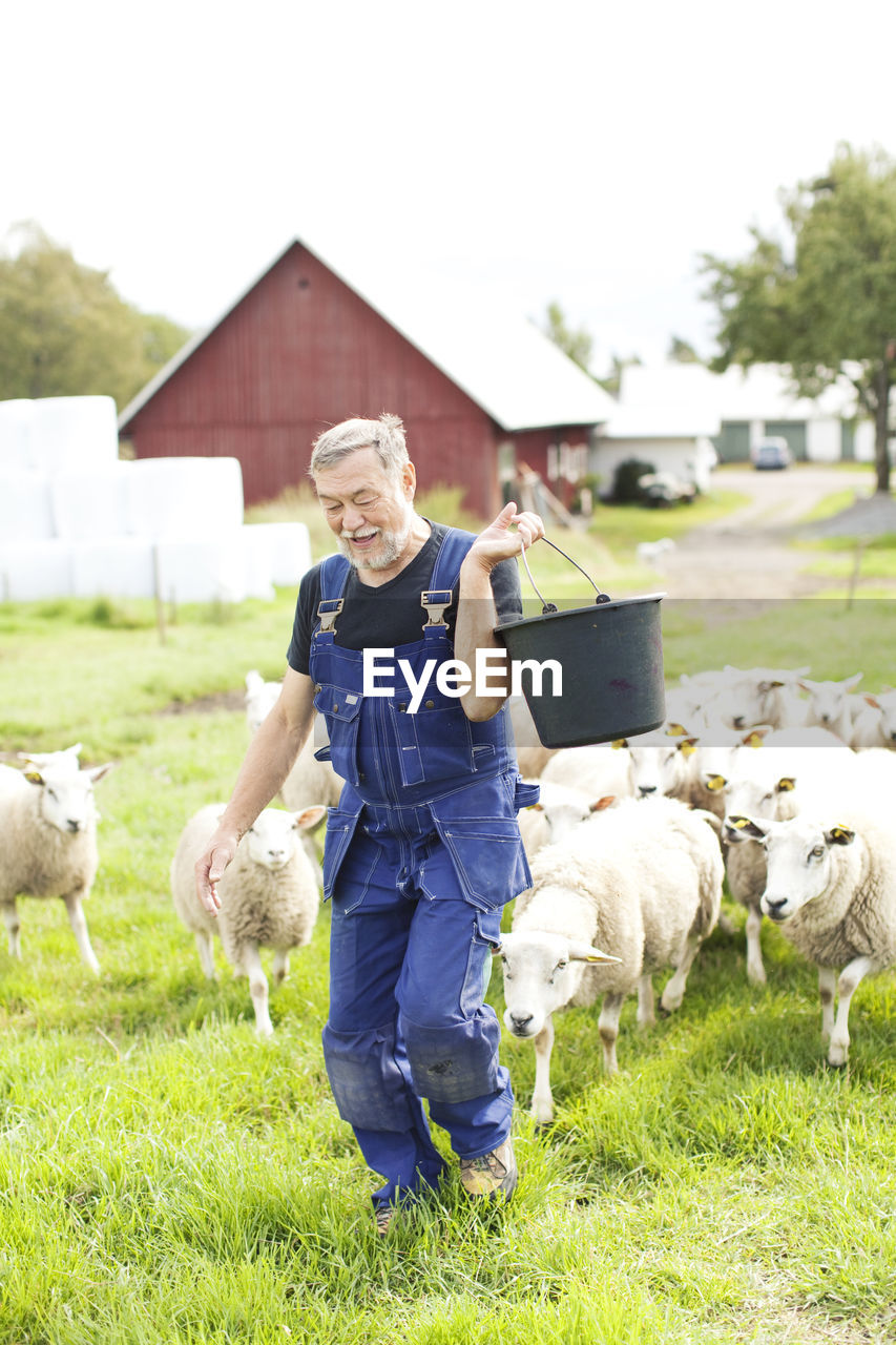 Senior farmer working on pasture, smaland, sweden