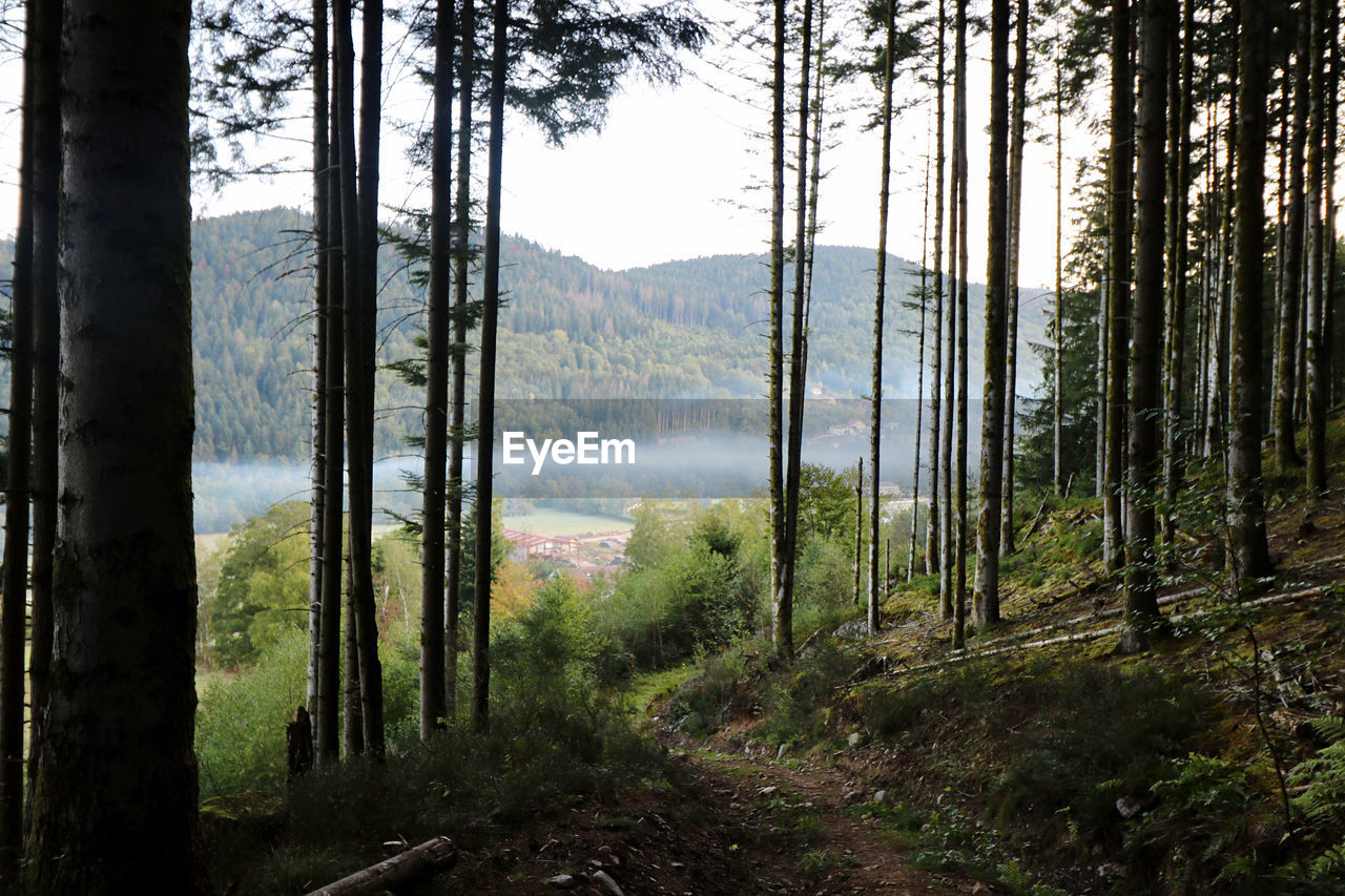 Panoramic view of pine trees in forest