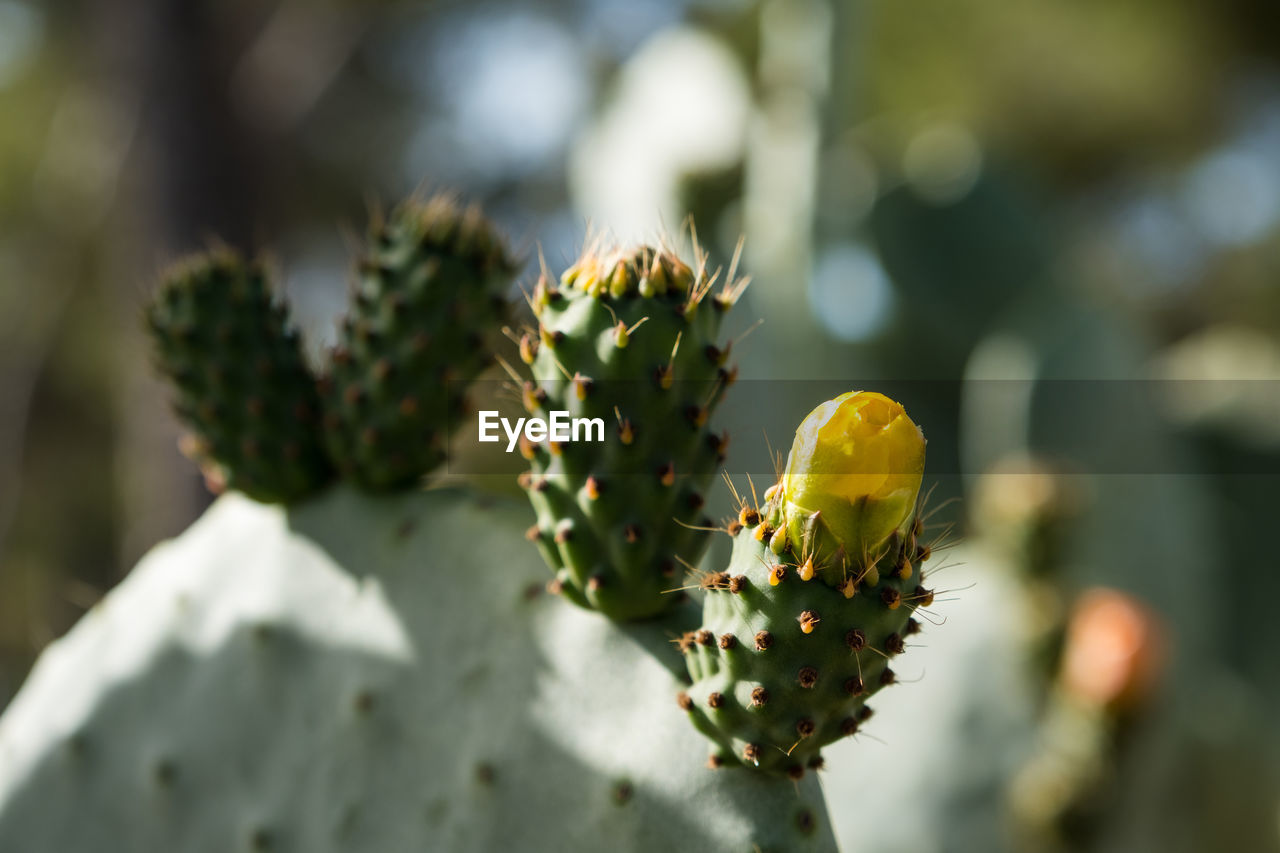 plant, nature, flower, cactus, beauty in nature, growth, macro photography, thorn, close-up, succulent plant, prickly pear cactus, no people, yellow, green, focus on foreground, prickly pear, flowering plant, environment, outdoors, day, food, freshness, thorns, spines, and prickles, leaf, sunlight, food and drink, produce, land, fruit, spiked, wildflower, bud, sharp, plant stem, tree, environmental conservation, botany, healthy eating, scenics - nature, landscape, social issues, plant part