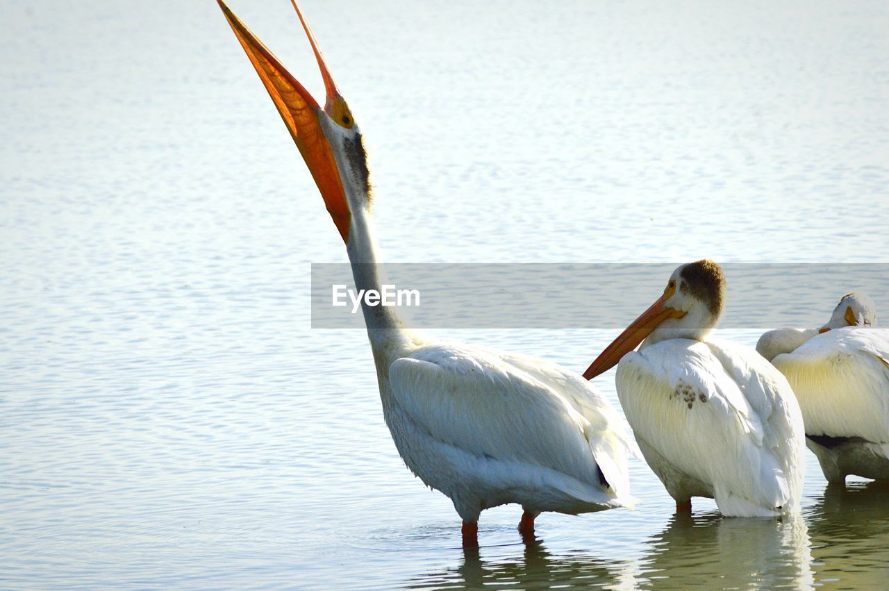 BIRDS SWIMMING IN LAKE