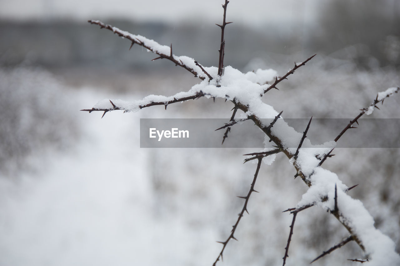 CLOSE-UP OF SNOW ON PLANT AGAINST SKY