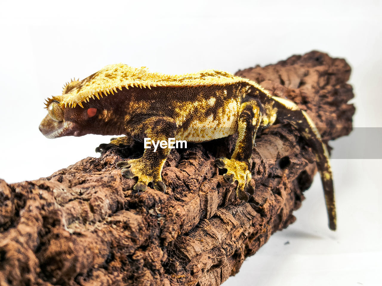 high angle view of lizard