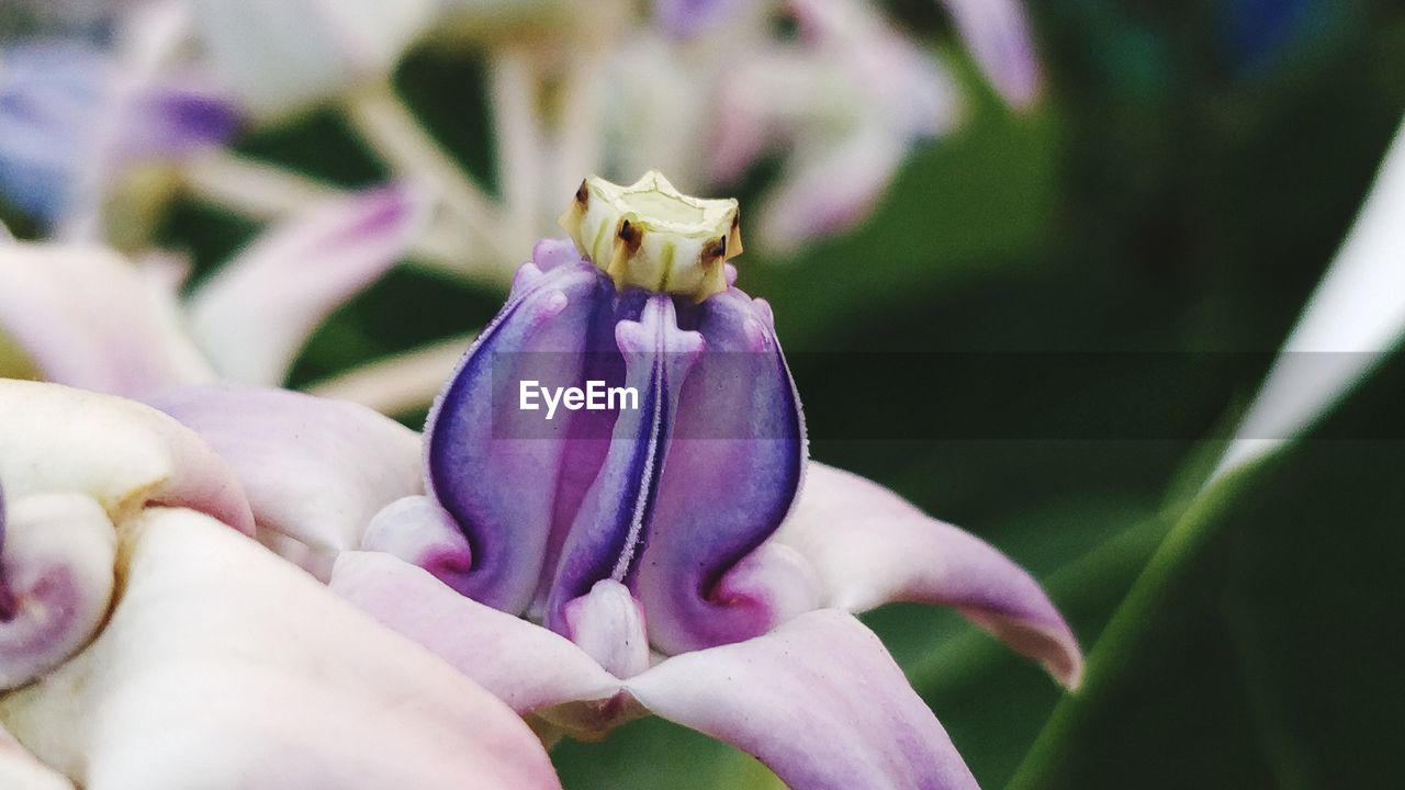 CLOSE UP OF PURPLE FLOWER